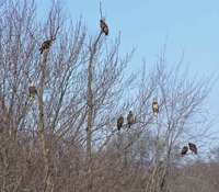 Eagles in early spring along Illinois river banks 